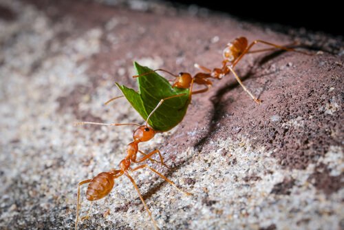 Humans Didn't Invent Agriculture, Ants Did