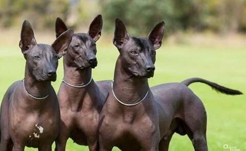 Three Argentinian Pila dogs.