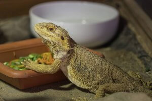 A bearded dragon eating from a bowl.
