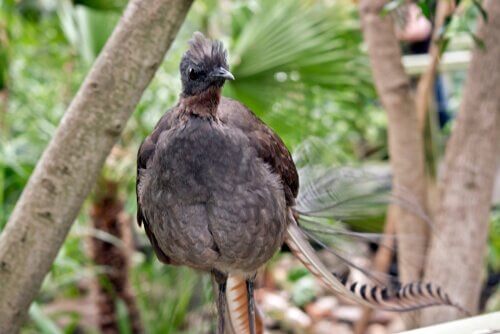 The lyrebird has a large repertoire of sounds.