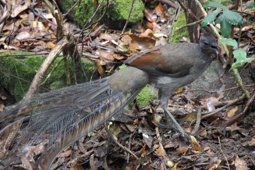 The Lyrebird and its Amazing Abilities