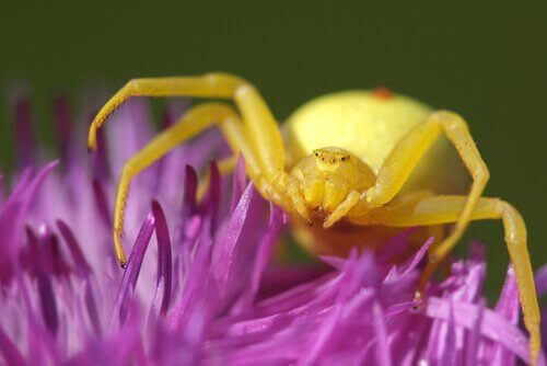 A golden crab spider on a flower.
