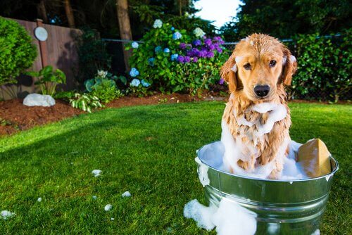A Labrador having a bath.