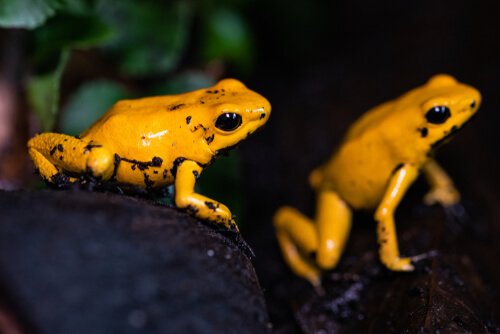 two golden frogs in their habitat.