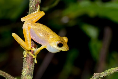 A golden frog on a branch.