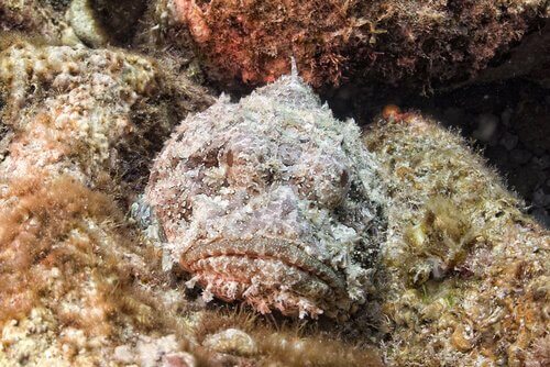 The Stonefish, a Master of Camouflage