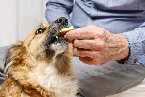 A dog being fed by his owner.