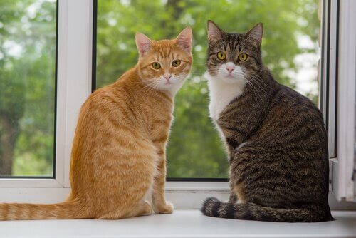 Two cats on a windowsill.
