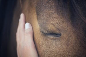A horse having its face stroked.