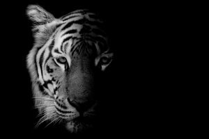 A shaded photo of a tiger.