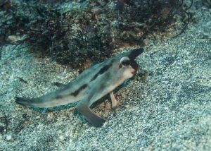 The red-lipped batfish.