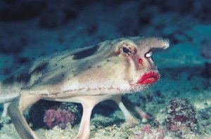 A close up of the red-lipped bat fish.