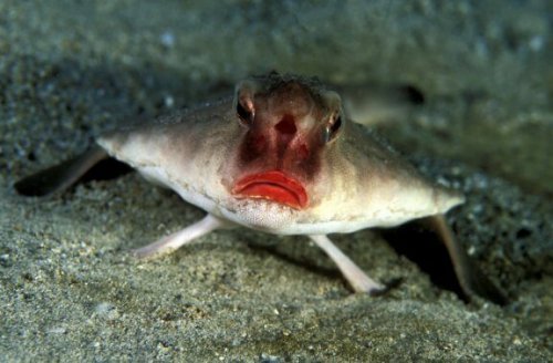 What Is the Red-Lipped Batfish?