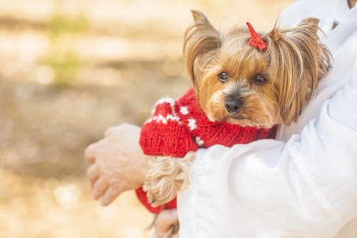 A lady carrying a Yorkshire Terrier.