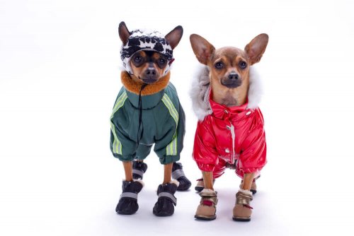 Two dogs with costumes on.