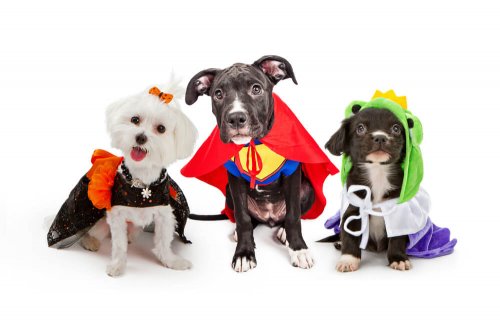 Some dogs with costumes on.