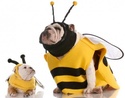 Tips for Choosing a Costume for your Dog