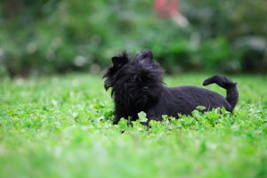 An affenpinscher dog in a field.
