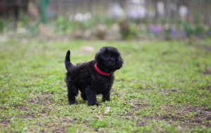 An Affenpinscher puppy in a field.