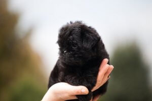 The Characteristics of the Affenpinscher
