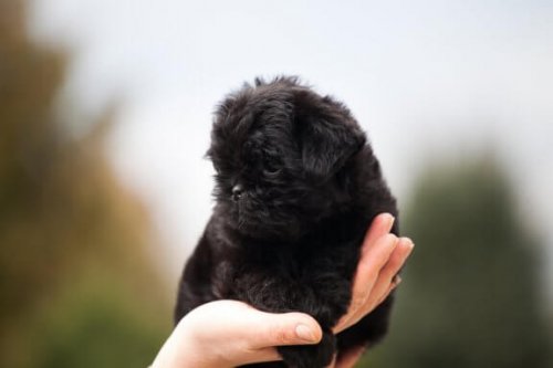 Τα χαρακτηριστικά του Affenpinscher