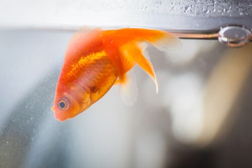 Velvet Disease in Fish: Causes and Symptoms - My Animals