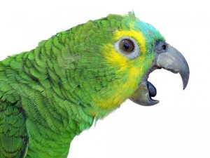 A close up of a parrot.
