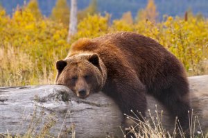 A brown bear sleepig on a trunk.