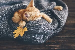 A cat asleep in a blanket.