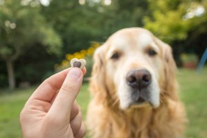 A man training his dog.