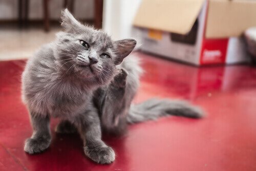 A grey cat scratching.