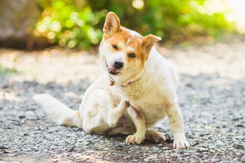 How to Prevent Parasites in Dogs and Cats