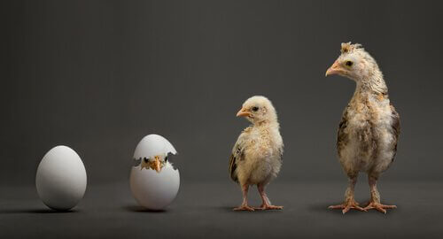 The hatching process of a chick.