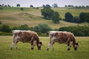 Animal Cloning: Advantages and Disadvantages