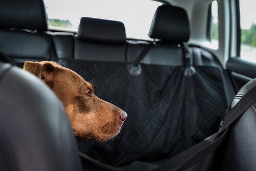 A dog sitting in the car.