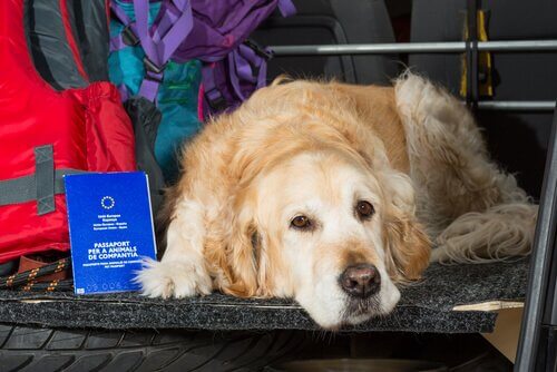 A dog laying in the car.