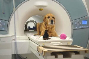 A dog in a brain scanner.