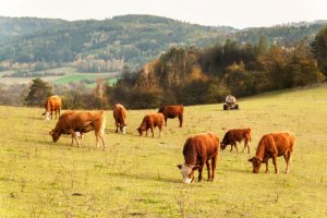 Some cows grazing in a field.