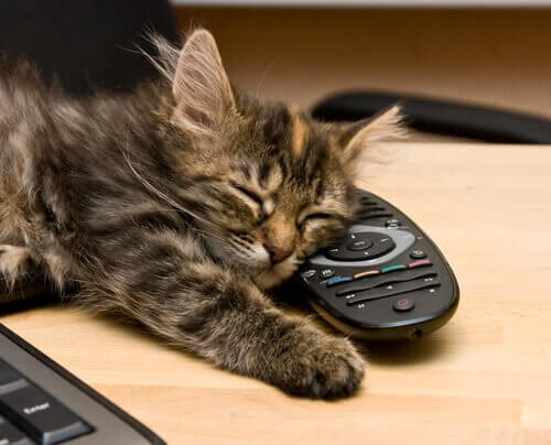 Cats perceive invisible energy from devices.