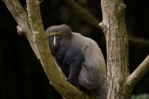 Owl-Faced Monkey: Characteristics and Habitat