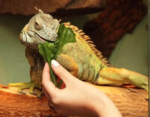 An iguana eating green leaves.