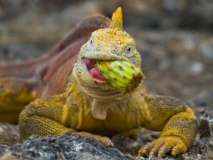 Iguanas Lack Calcium and Vitamins