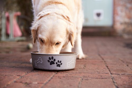 A dog eating from his bowl.