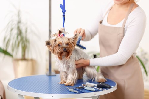 A dog having a hair cut.