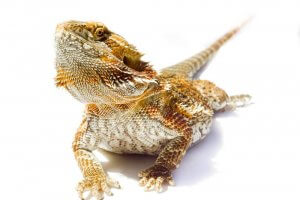 A close up of a bearded dragon.