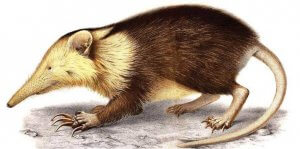 A drawing of a solenodon