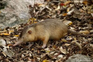 A solenodon walking on the ground.