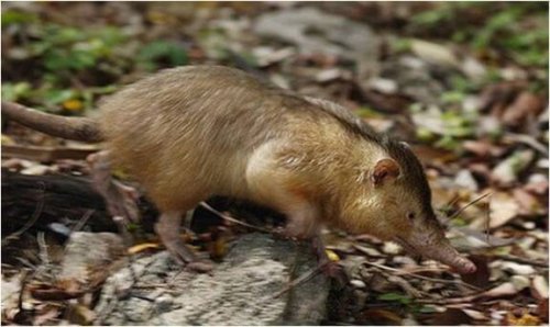 Το Solenodon, ένα ζωντανό απολίθωμα