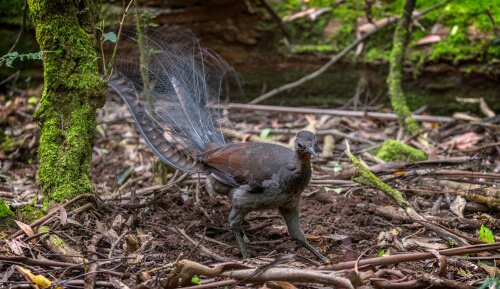A lyrebird in a wood.