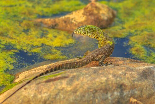 Monitor lizard sun bathing on rock